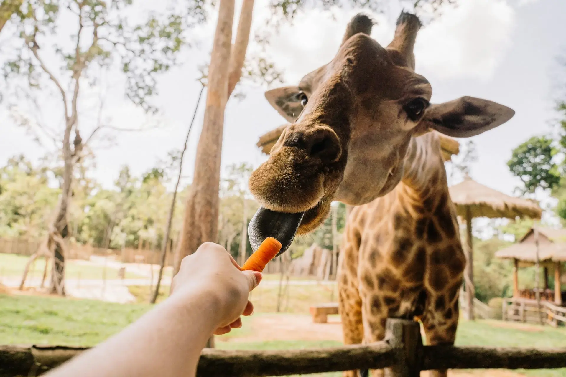 Feeding Giraffes - Sunrise Virtual School